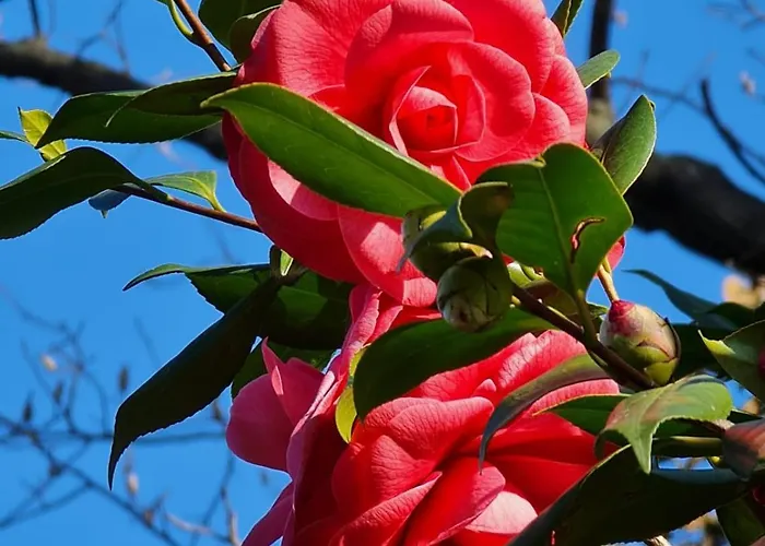 Kamelija - Center Minute To The *