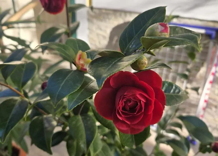 Kamelija - Center Minute To The Daire Opatija