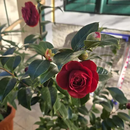 Kamelija - Center Minute To The דירה אופטיה